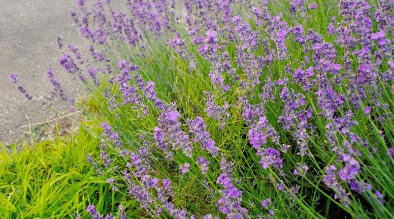 Lavender