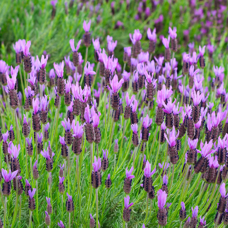 Lavender Lavender