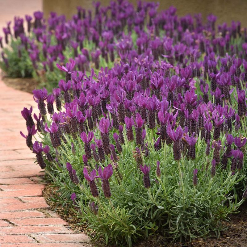 Lavender Lavender