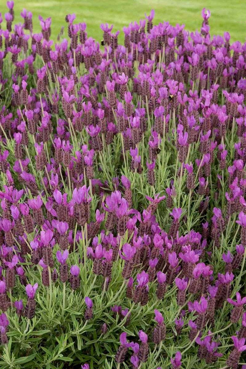 Lavender