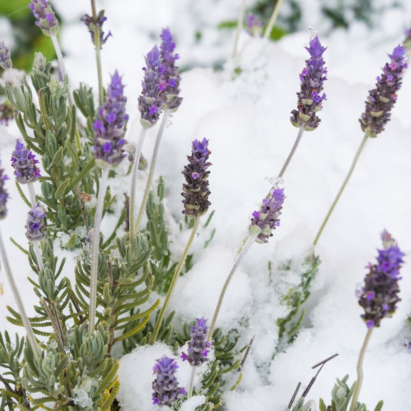 Lavender And Sage Prefer Dry Winter Conditions Lavender And Sage Prefer Dry Winter Conditions