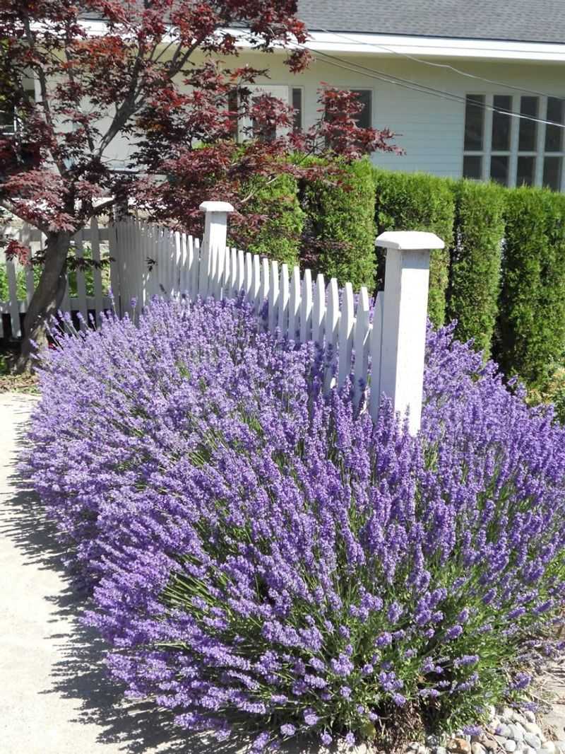 Lavender Fills Gaps Without New Hiding Spots