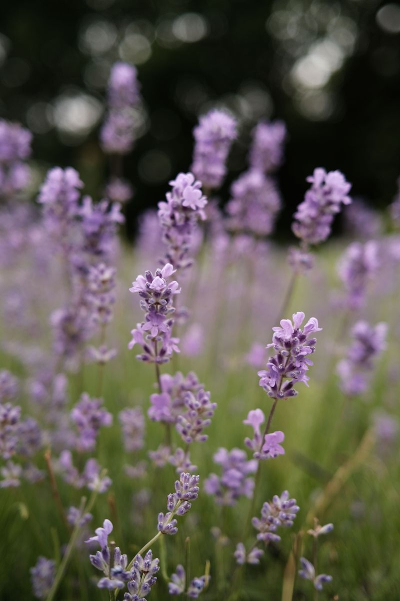Lavender With Sweet Scent And Silver Leaves Lavender With Sweet Scent And Silver Leaves