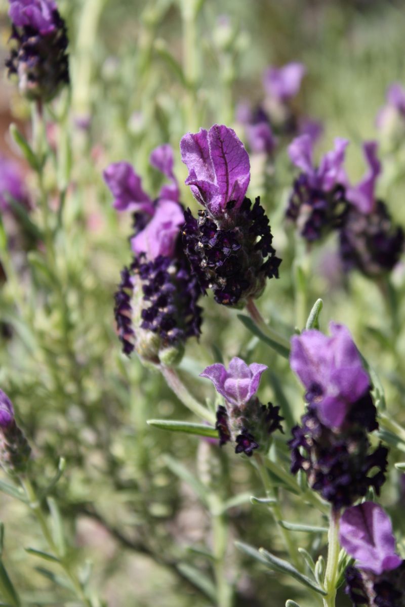 Lavender