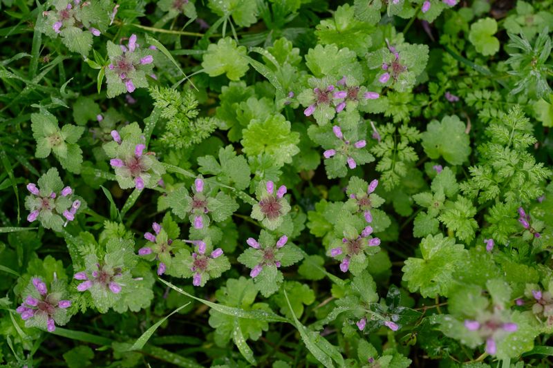 Lawn Burweed And Purple Henbit Lead The Fall Sprout Parade