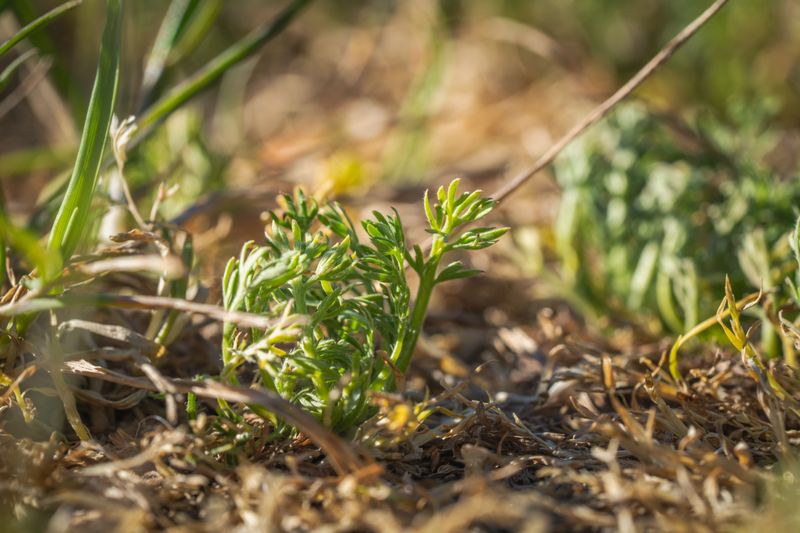 Lawn Burweed, The Tiny Plant Behind Spring Stickers