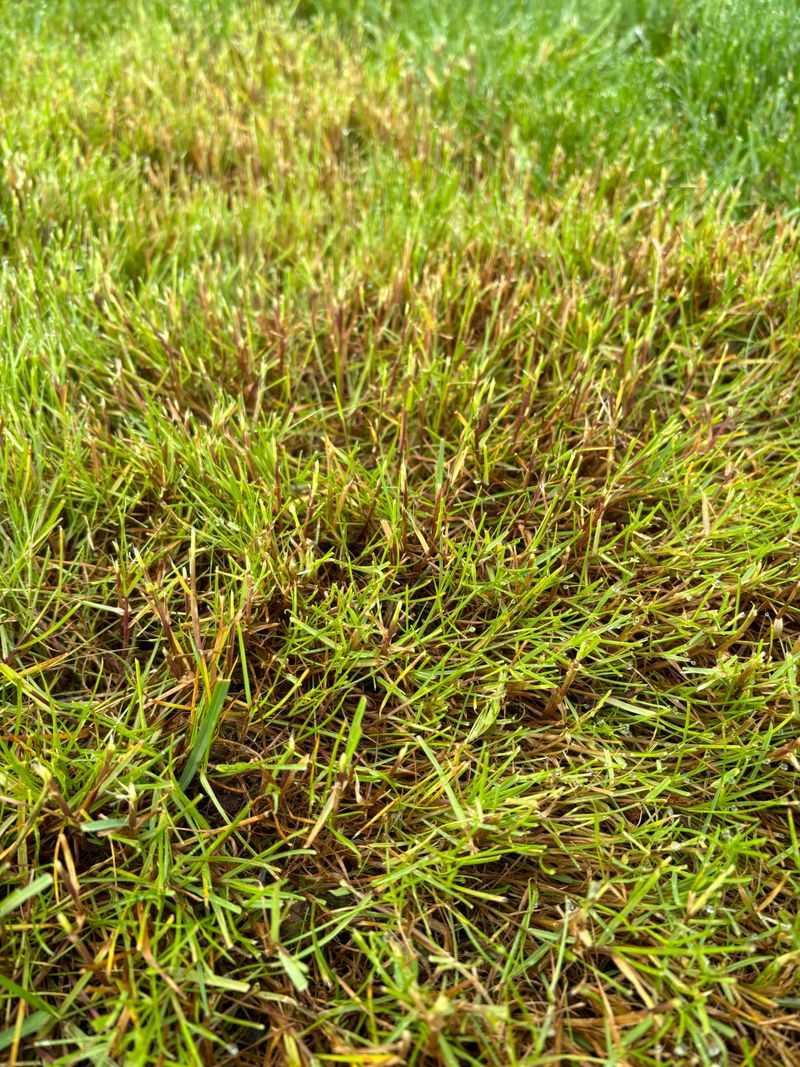 Lawn Diseases Like Red Thread Lawn Diseases Like Red Thread