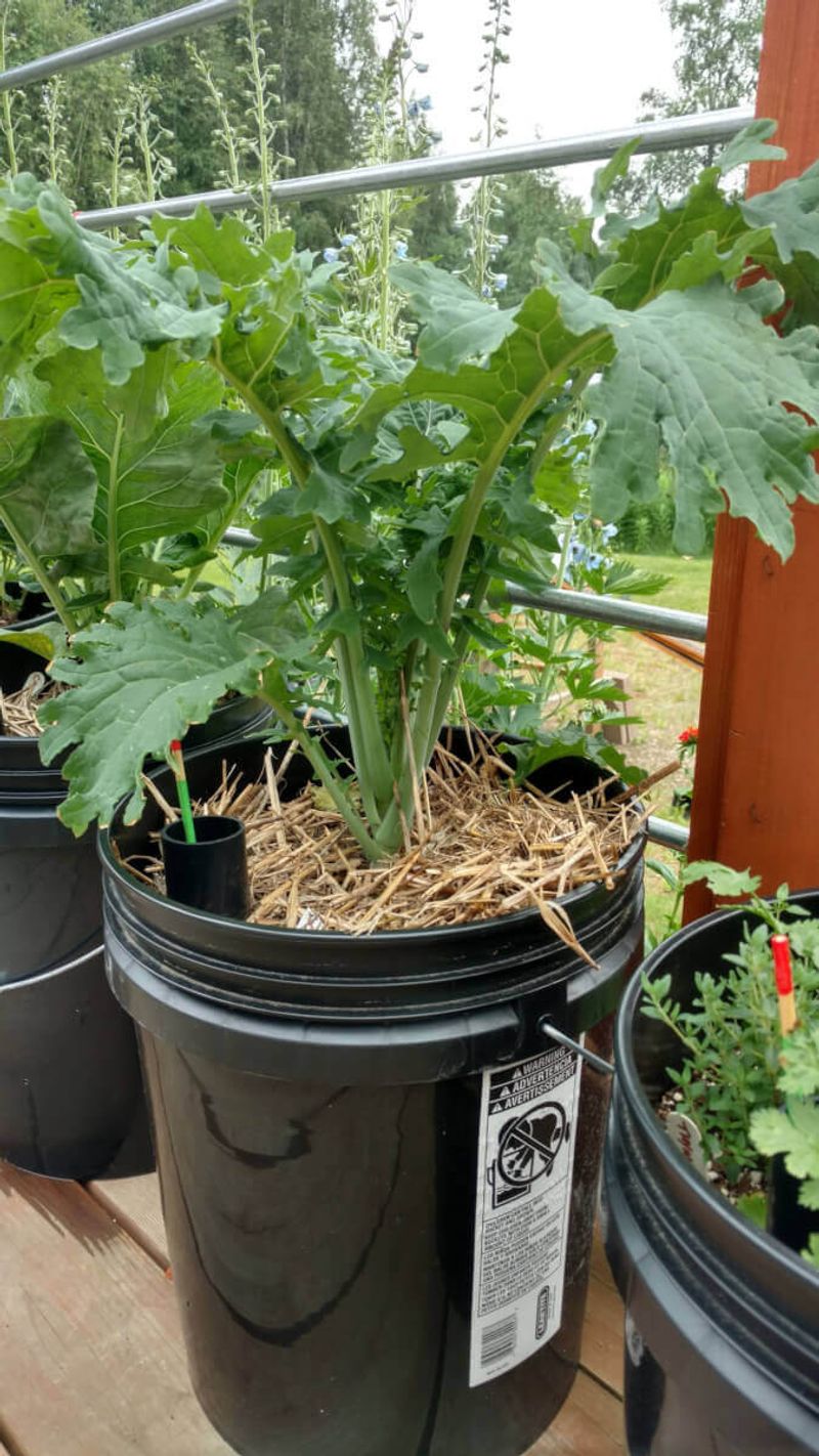 Lay Down A Thick Blanket Of Mulch