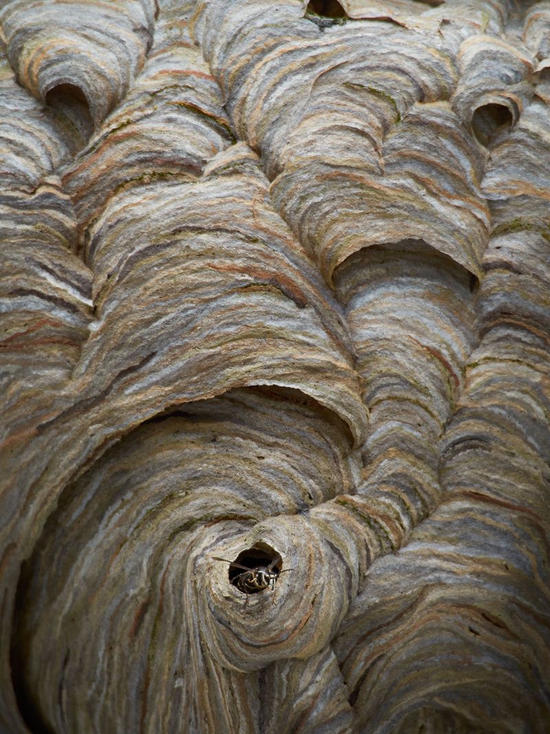 Layers Of Chewed Wood Fibers Form The Paper Walls Layers Of Chewed Wood Fibers Form The Paper Walls