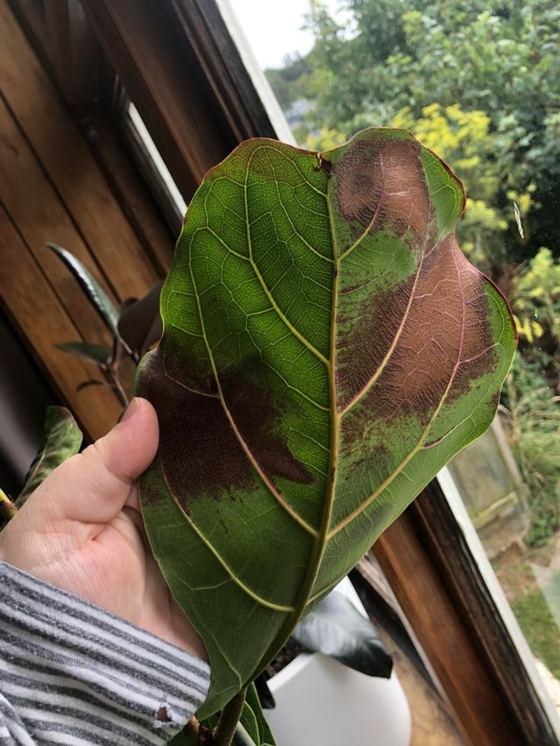 Leaf Changes That Signal A Needed Adjustment Leaf Changes That Signal A Needed Adjustment