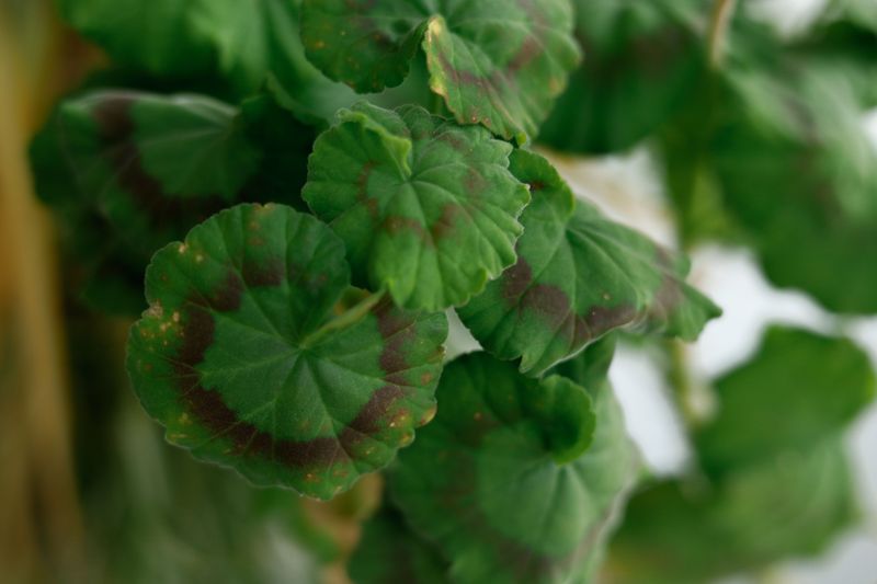 Leaf Diseases Spreading Spots Leaf Diseases Spreading Spots