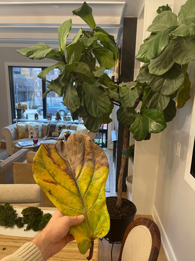 Leaf Drop After The Big Move Leaf Drop After The Big Move