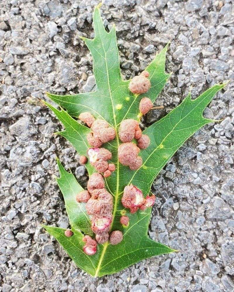 Leaf Galls Seldom Affect The Overall Health Of The Tree Leaf Galls Seldom Affect The Overall Health Of The Tree