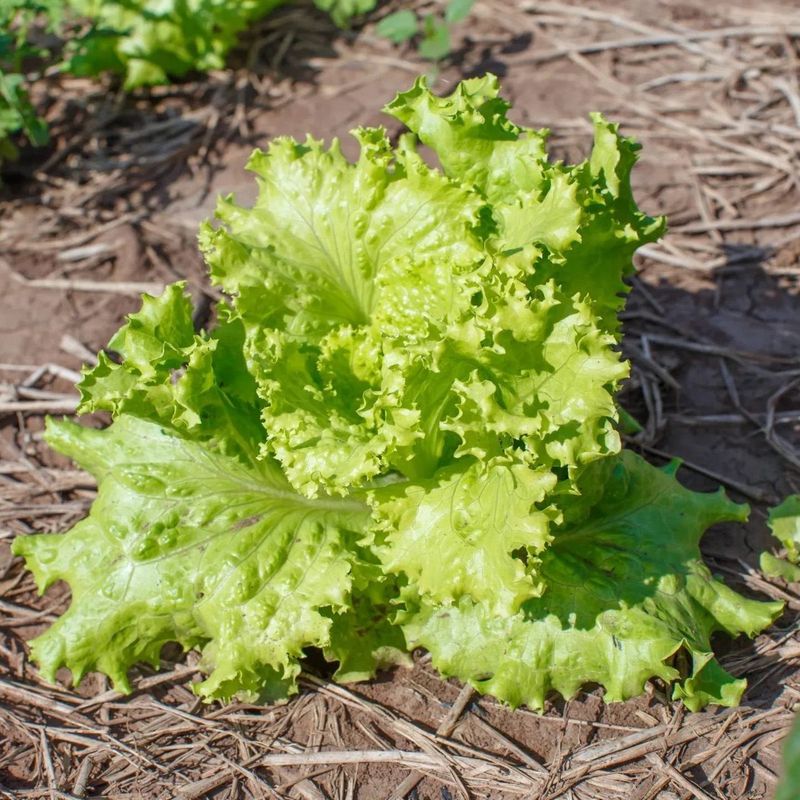 Leaf Lettuce Produces Quickly Without Waiting For Full Heads