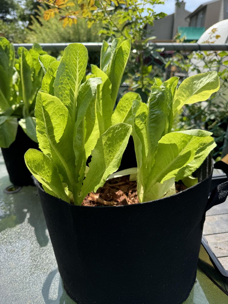 Leaf Lettuce Produces Tender Leaves As Summer Heat Fades