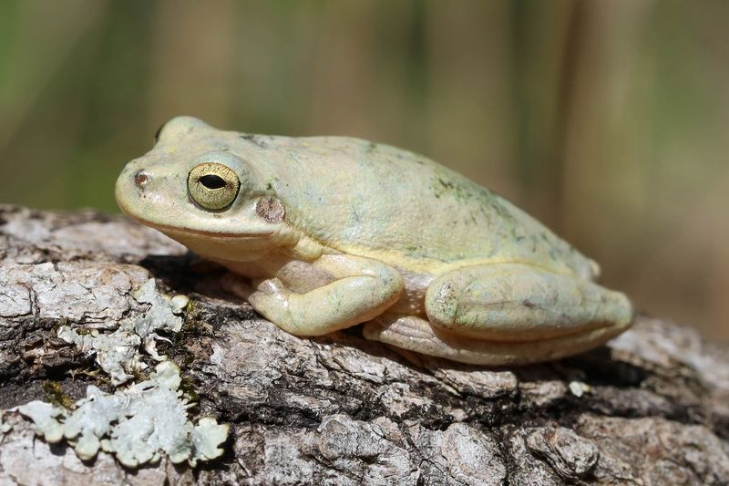Leaf Litter And Garden Shelter Give Frogs Better Places To Stay Leaf Litter And Garden Shelter Give Frogs Better Places To Stay