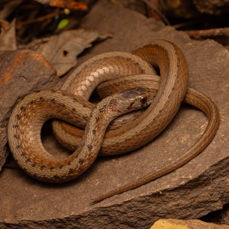 Leaf Litter And Mulch Give Them Cover Near Their Prey