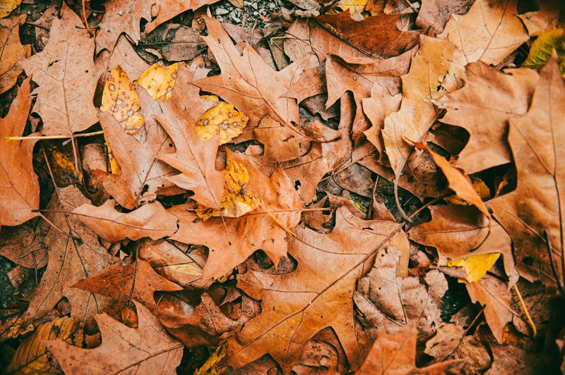 Leaf Litter Gives Them A Perfect Hiding Spot Leaf Litter Gives Them A Perfect Hiding Spot