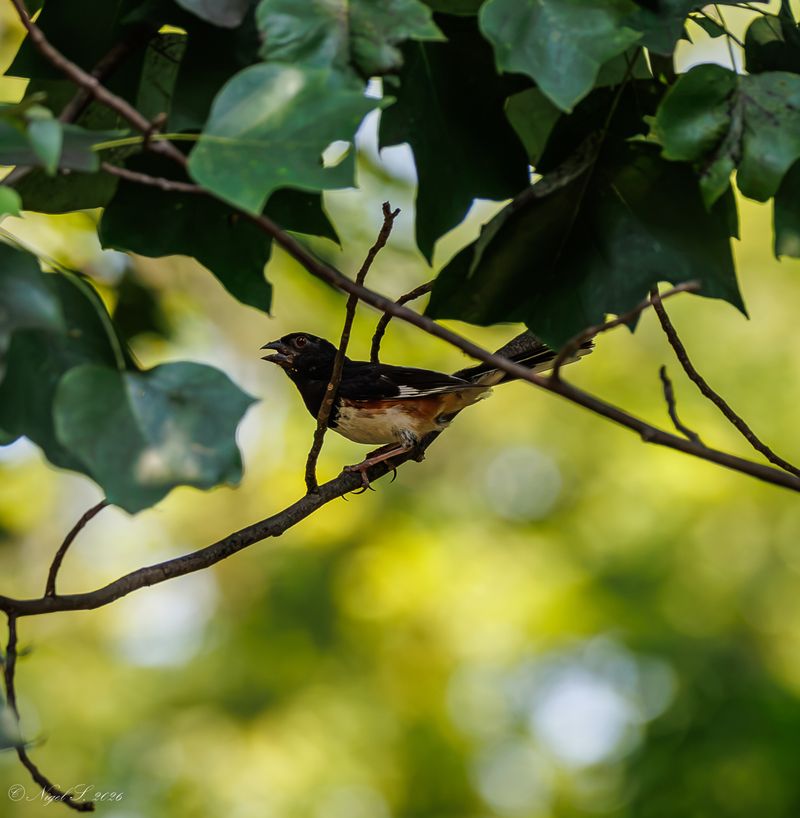 Leaf Litter Hides Their Favorite Food Leaf Litter Hides Their Favorite Food