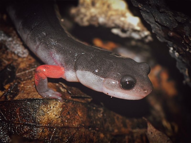 Leaf Litter Keeps Amphibians Safe Through The Cold
