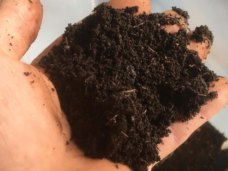Leaf Mold Is Ready In About A Year