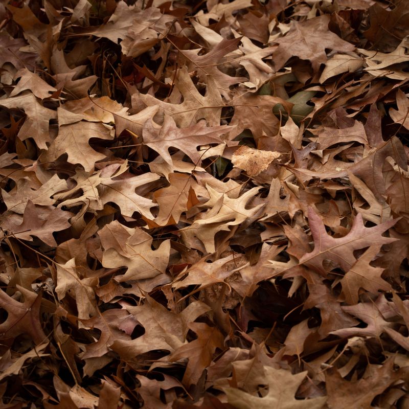 Leaf Piles And Forgotten Yard Clutter Become Snake Shelters