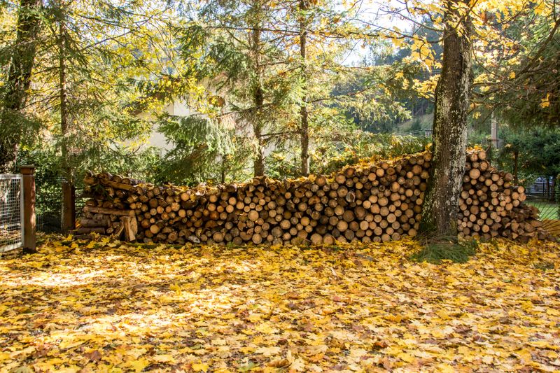 Leaf Piles And Woodpiles Give Mice A Cozy Hideout