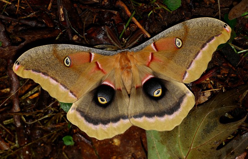 Leaf Piles Protect Overwintering Butterflies And Moths