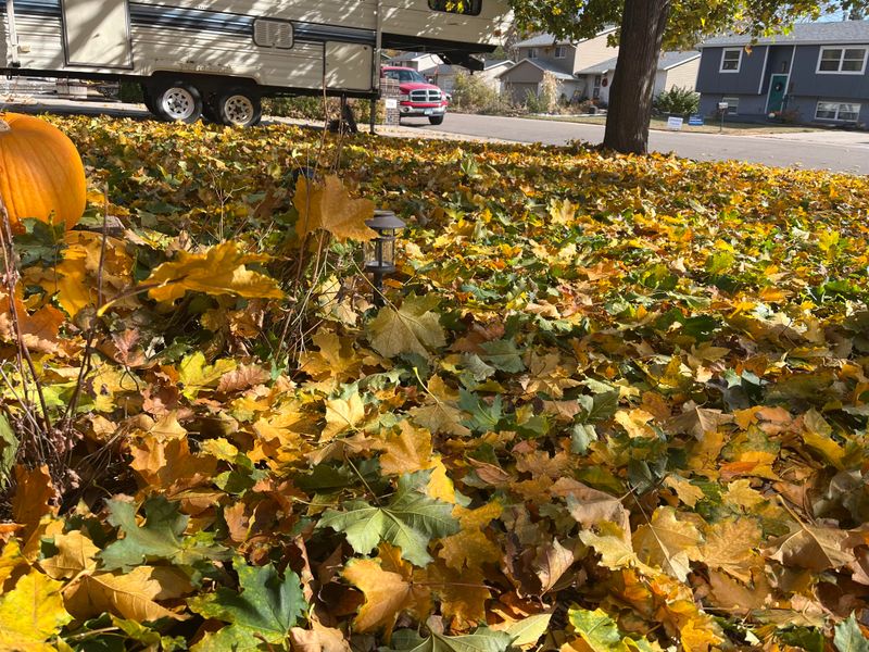 Leaf Piles Smother Lawns And Seedlings Leaf Piles Smother Lawns And Seedlings