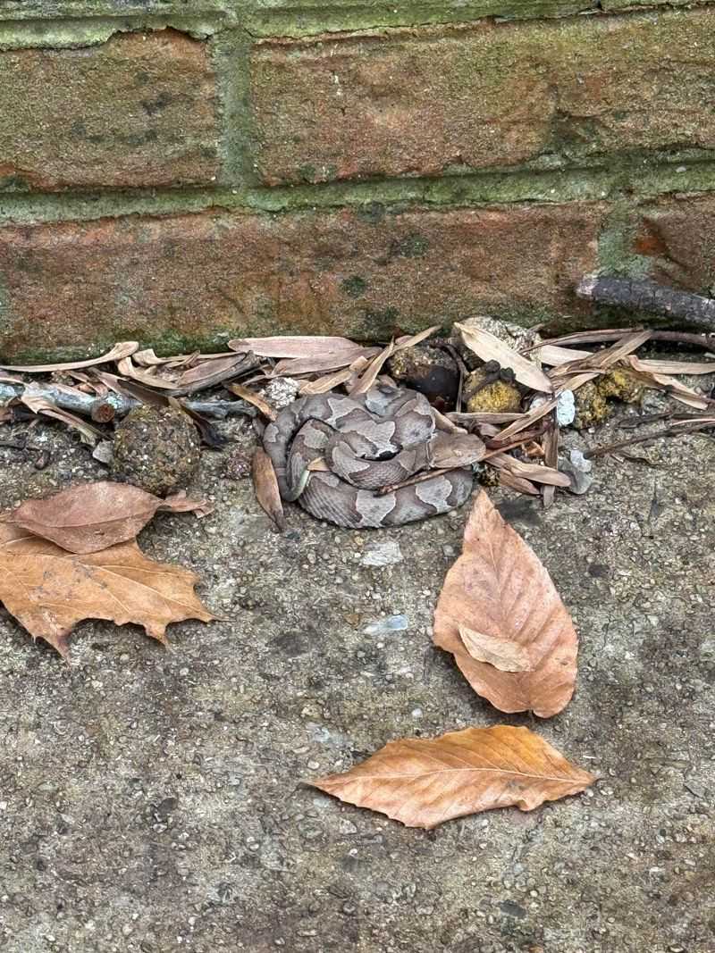 Leaf Piles That Hide More Than You Think