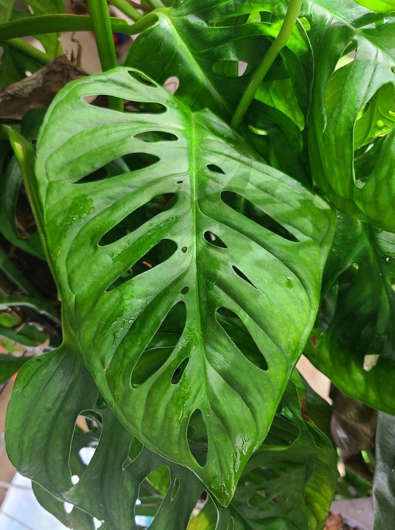 Leaf Shapes That Set The Common Types Apart