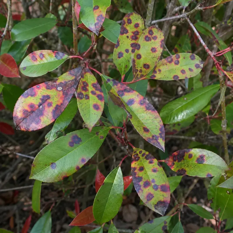 Leaf Spot Disease Has Hit It Hard