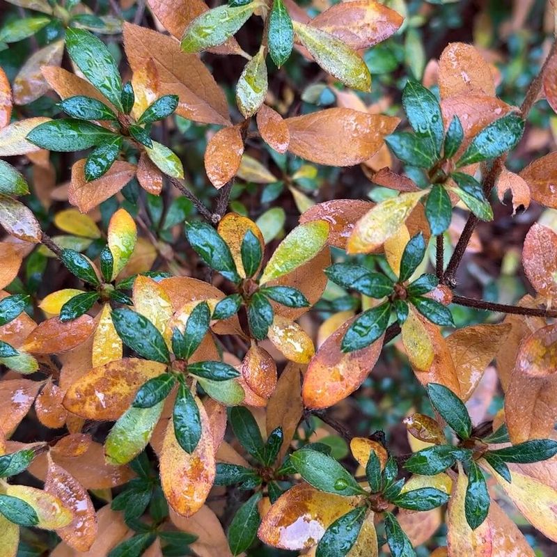 Leaf Stress From Sudden Cold Snaps Leaf Stress From Sudden Cold Snaps