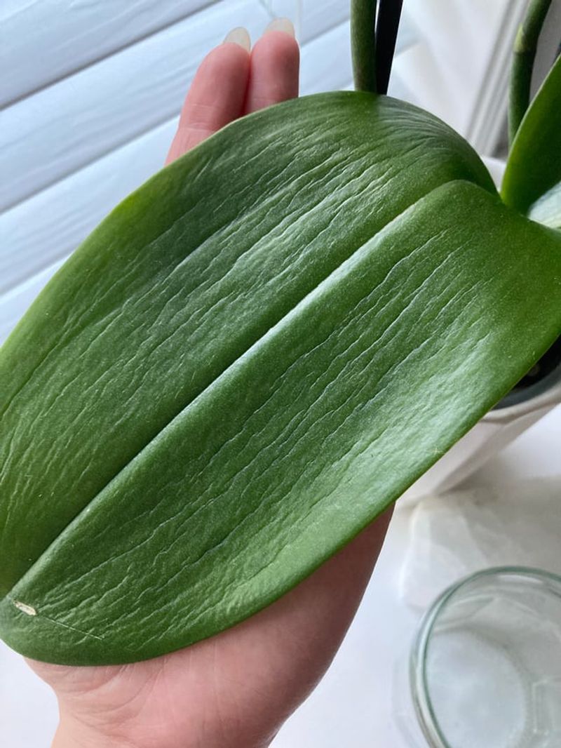 Leaf Texture Shows Thirst Faster Than Any Calendar