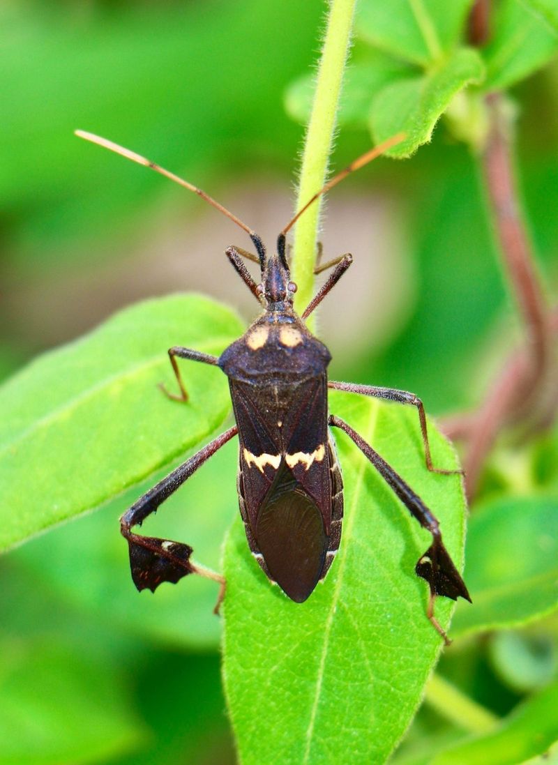 Leaf-footed bugs are relatives, not stink bugs