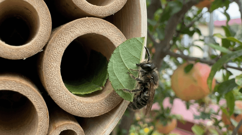 Leafcutter Bees Will Probably Be Your First Guests