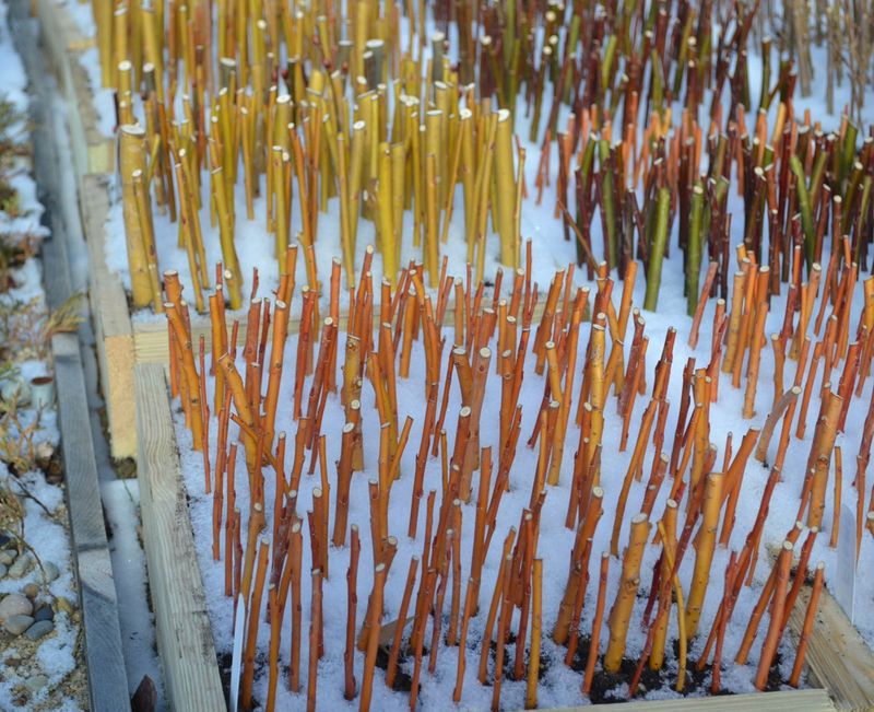 Leafless Cuttings Lose Very Little Water