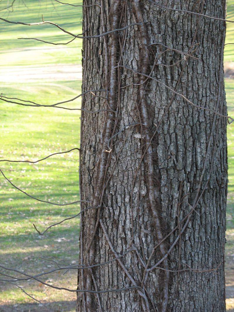 Leafless Poison Ivy Vines Can Still Cause A Rash In Winter Leafless Poison Ivy Vines Can Still Cause A Rash In Winter
