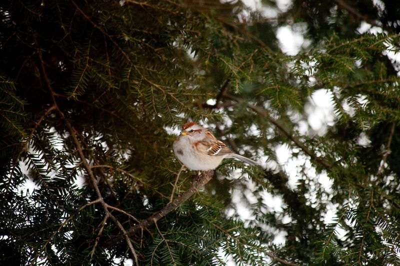 Leafless Shrubs Still Offer Shelter