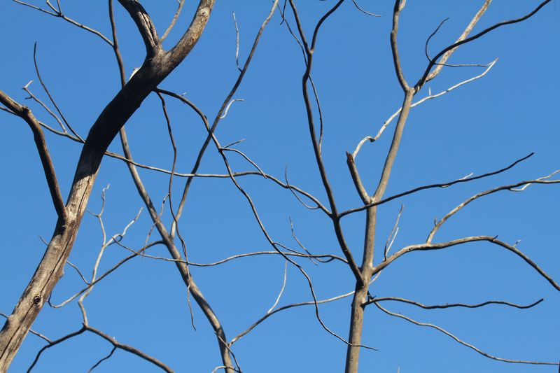 Leafless Twigs At The Top