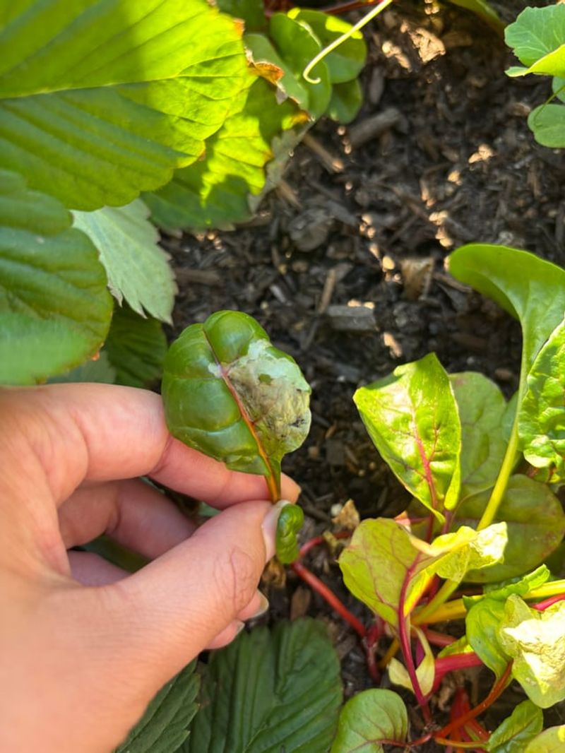Leafminers Tunnel Inside The Leaves