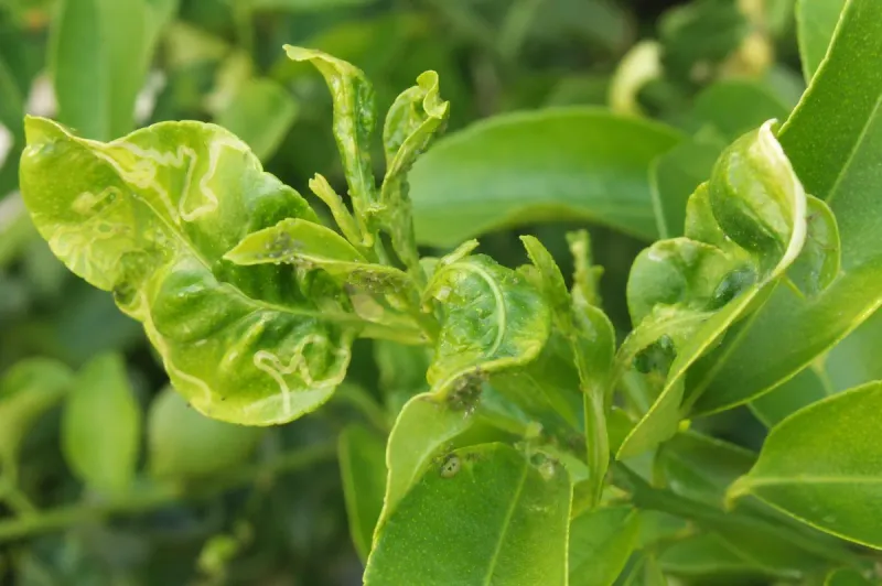 Leafminers Tunneled Through New Growth Leafminers Tunneled Through New Growth
