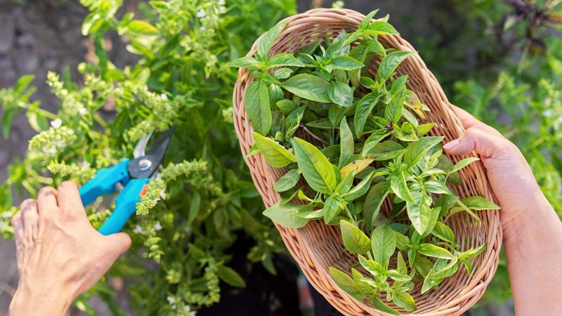 Leafy Greens And Herbs Taste Best Picked In The Cool Morning