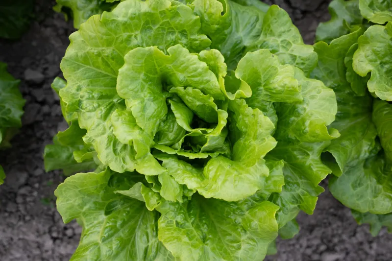 Leafy Greens Touched By Floodwater Should Go Leafy Greens Touched By Floodwater Should Go
