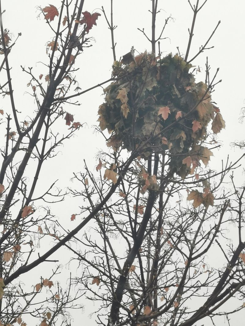 Leafy Squirrel Shelters In The Branches