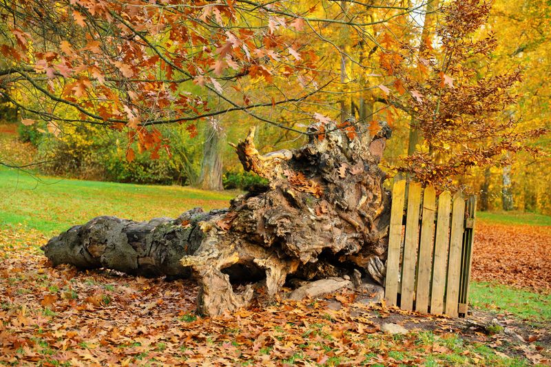 Learn How Fallen Trees Change The Picture Learn How Fallen Trees Change The Picture