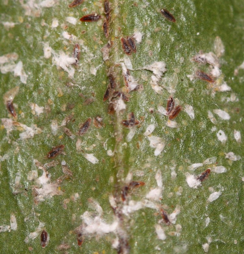 Learn To Spot Tea Scale On Leaf Undersides