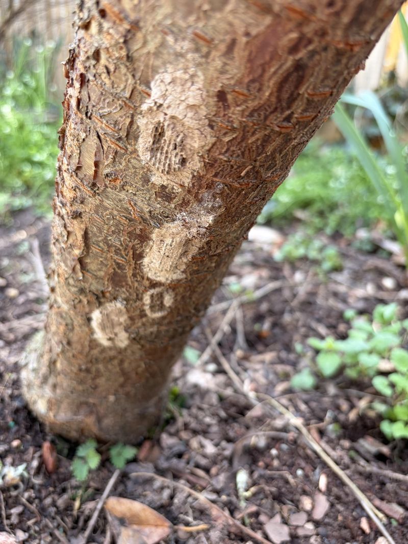 Learn What The Egg Masses Look Like Learn What The Egg Masses Look Like