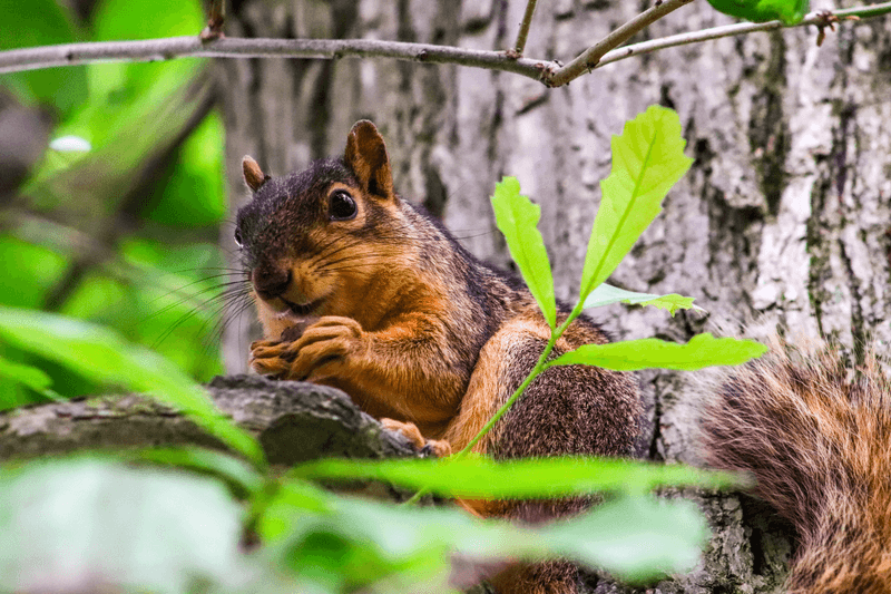 Leave A Few Out For The Fox Squirrels Leave A Few Out For The Fox Squirrels