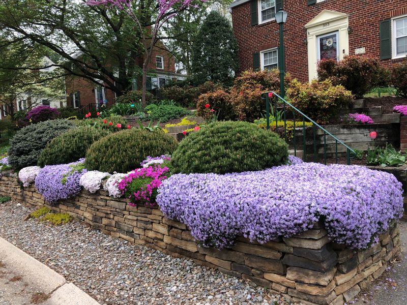 Leave Creeping And Moss Phlox Out Of Fall Cleanup Leave Creeping And Moss Phlox Out Of Fall Cleanup